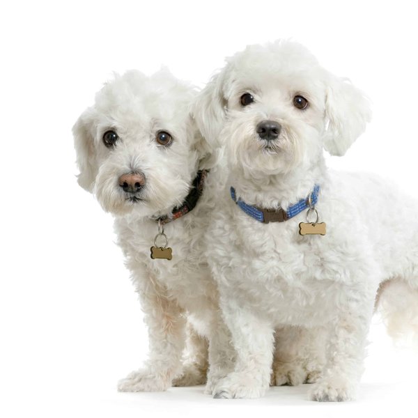 What Are the Key Considerations for Choosing a First Pet for a Child with Autism?